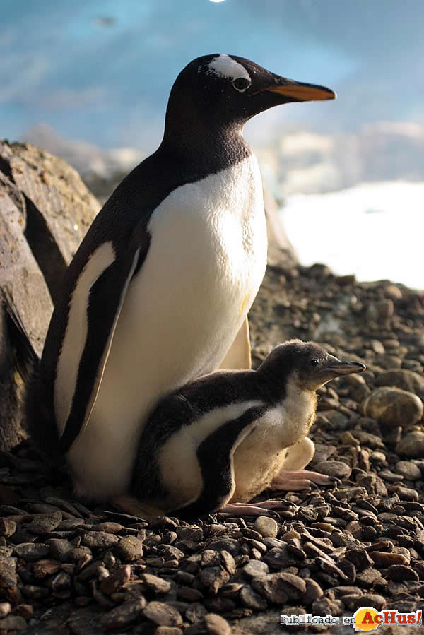 Cria de  pinguino Papua